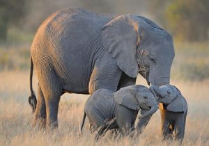 Elephants in Queen