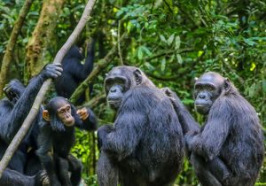 Chimpanzees in Kibale Forest