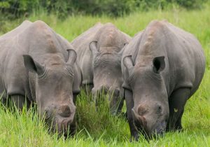 Ziwa Rhino Sanctuary